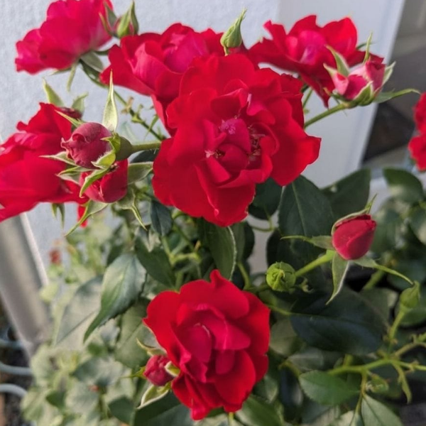 Основное изображение товара