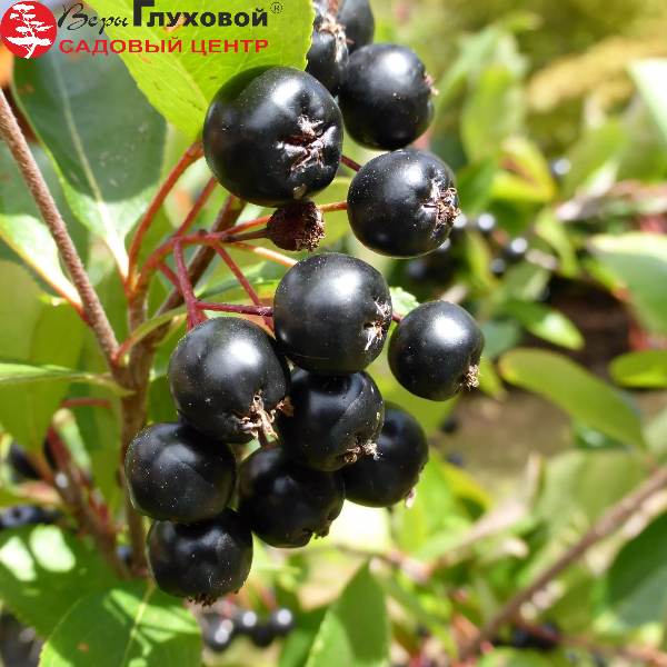 Основное изображение товара