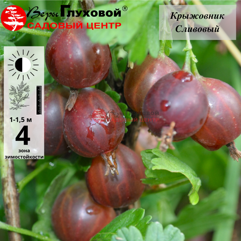 Основное изображение товара