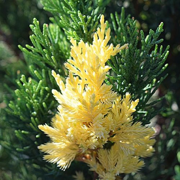 Основное изображение товара