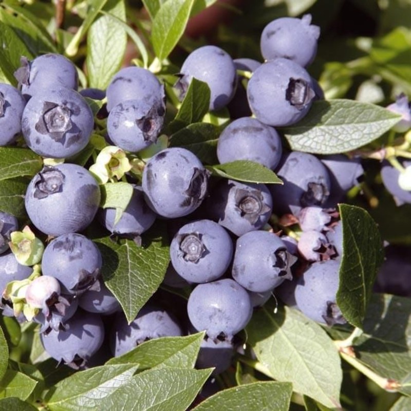 Основное изображение товара