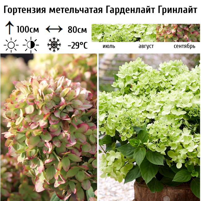 Гортензия метельчатая Гарденлайт Гринлайт
