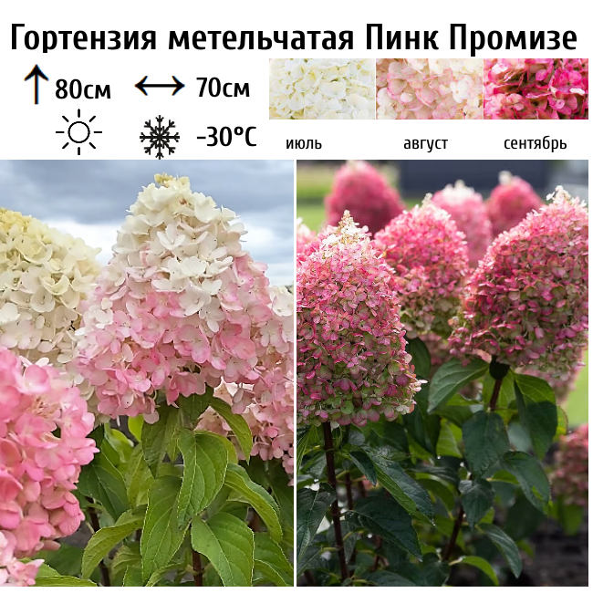 Основное изображение товара