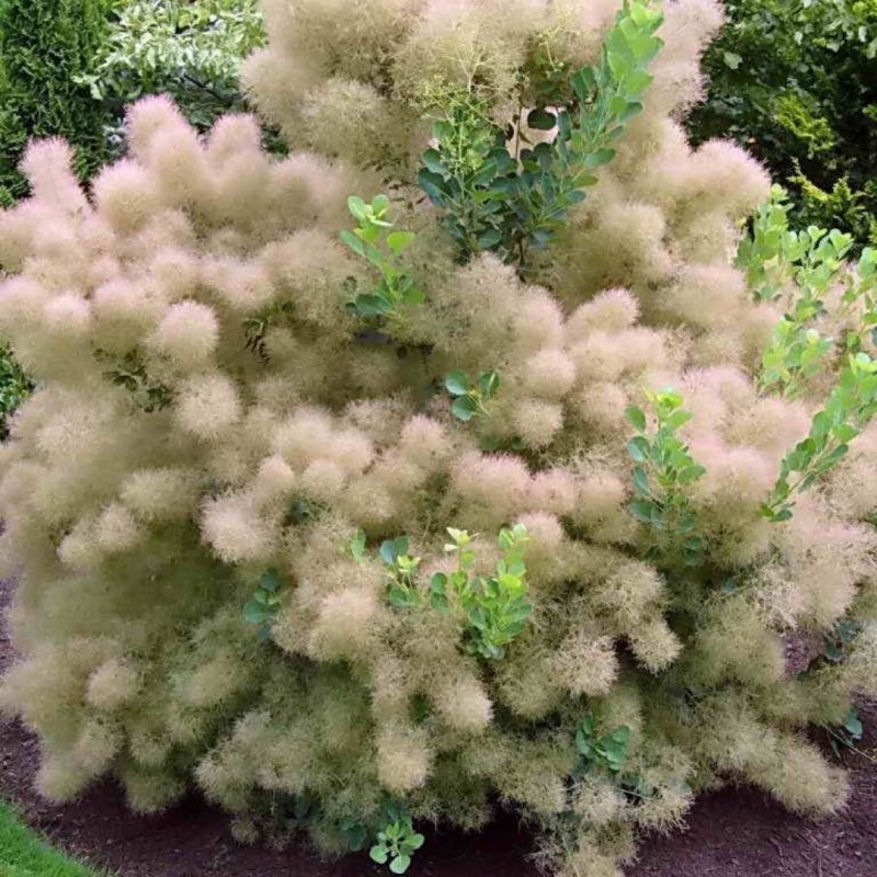 Скумпия кожевенная Янг Леди 