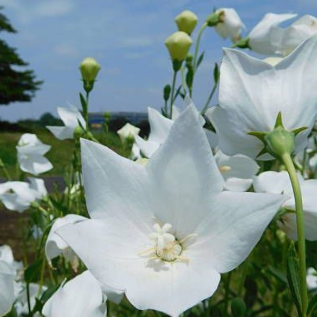 Платикодон крупноцветковый Фуджи Вайт