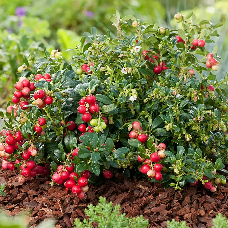 Основное изображение товара