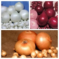 Лук севок Кармен, Стардаст, Штутгартер ризен