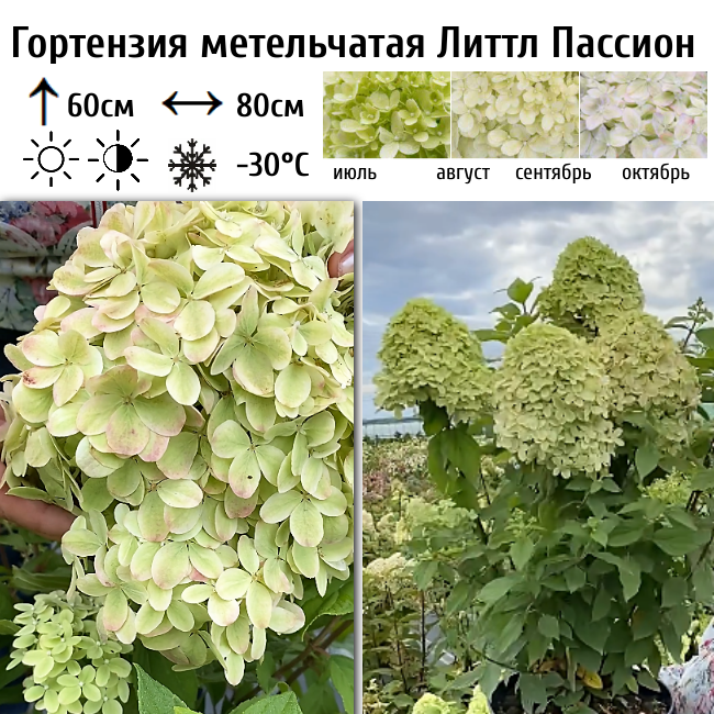 Гортензия метельчатая Литтл Пассион
