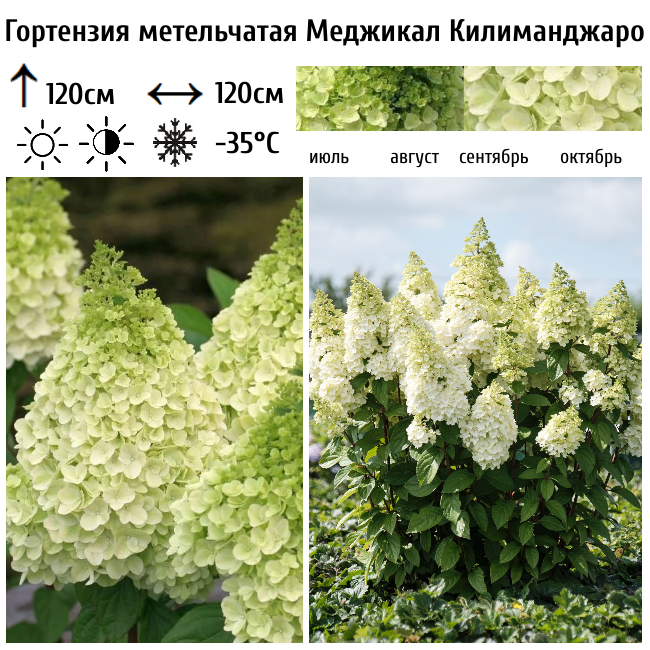 Гортензия метельчатая Меджикал Килиманджаро