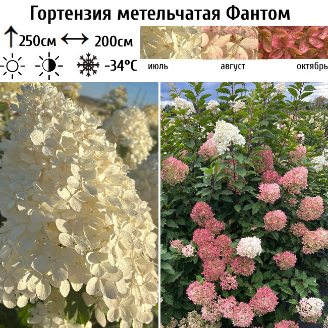 Гортензия метельчатая Фантом