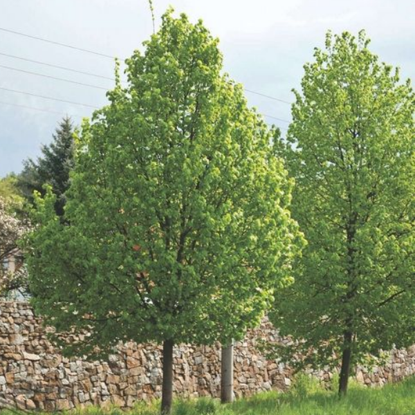 Липа мелколистная «Гринспайер» - Tilia cordata “Greenspire”