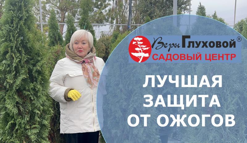 Как защитить хвойные от яркого зимнего и весеннего солнца и пушистого снега?