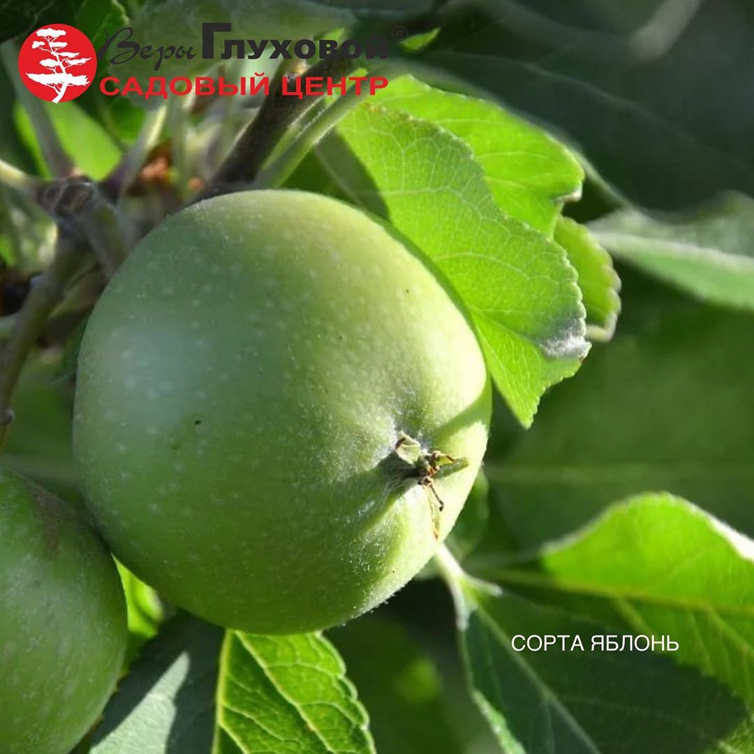 Перечень доступных сортов яблонь Перечень доступных сортов яблонь