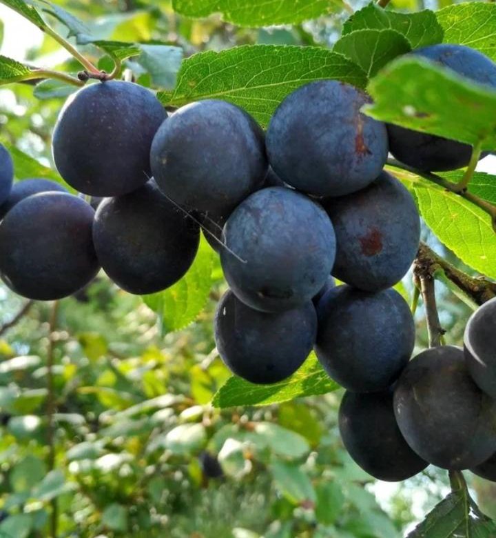 Основное изображение товара