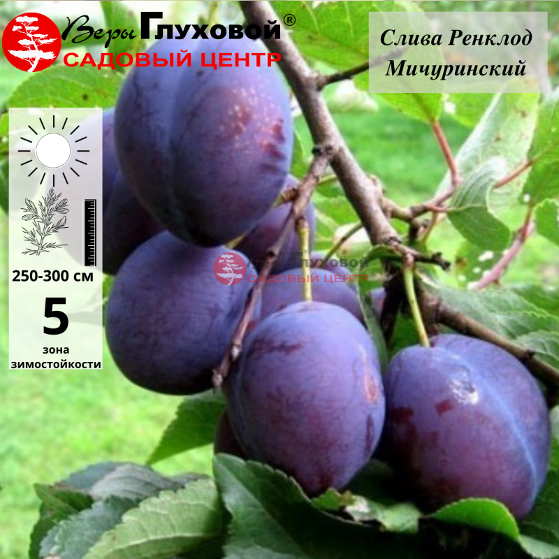 Слива Ренклод мичуринский  (средний сорт)