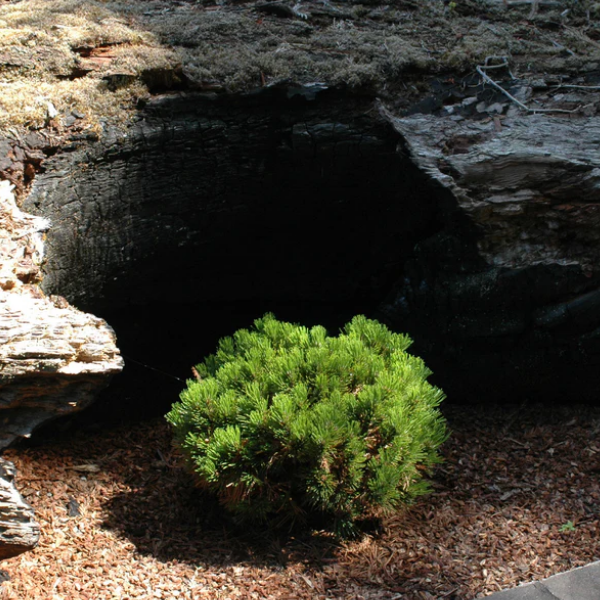 Основное изображение товара