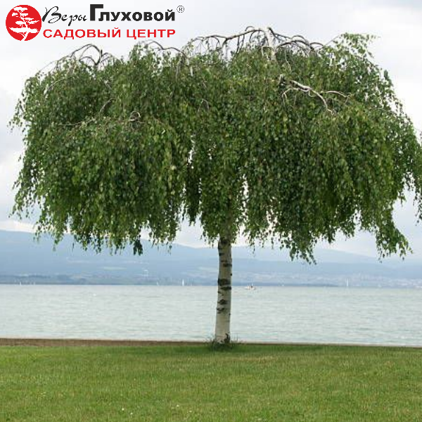 Основное изображение товара