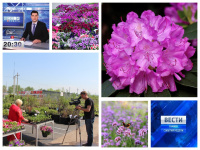 Садовый центр в выпусках новостей