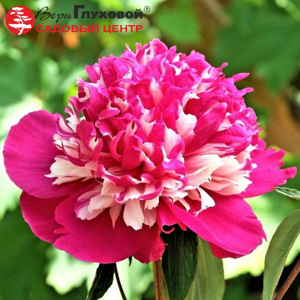 Основное изображение товара