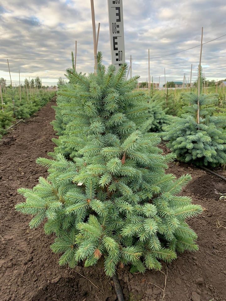 Хвойные растения собственного производства Хвойные растения собственного производства