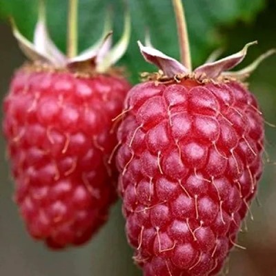 Основное изображение товара