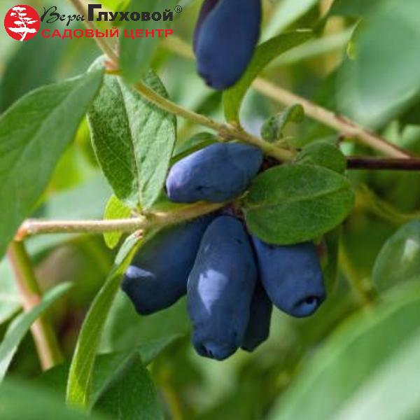 Основное изображение товара