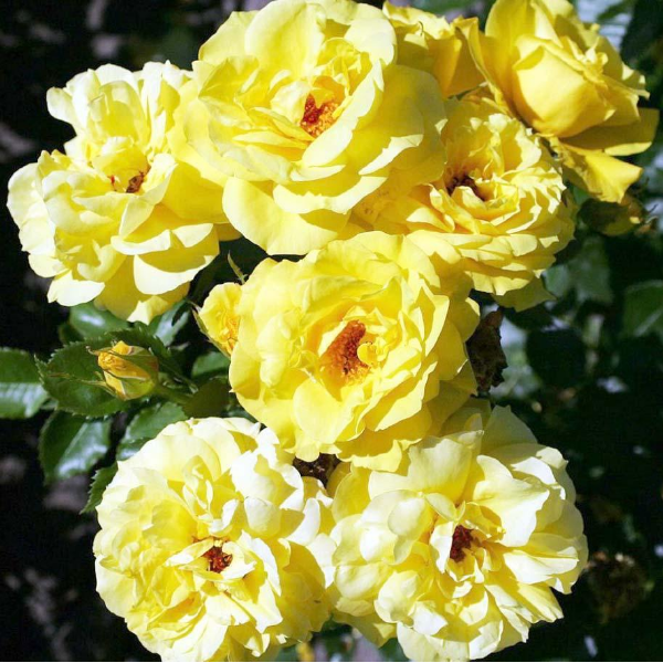 Основное изображение товара