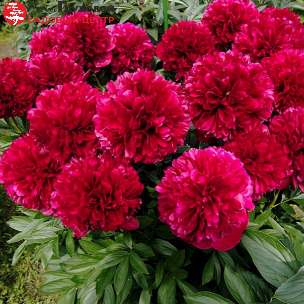 Основное изображение товара