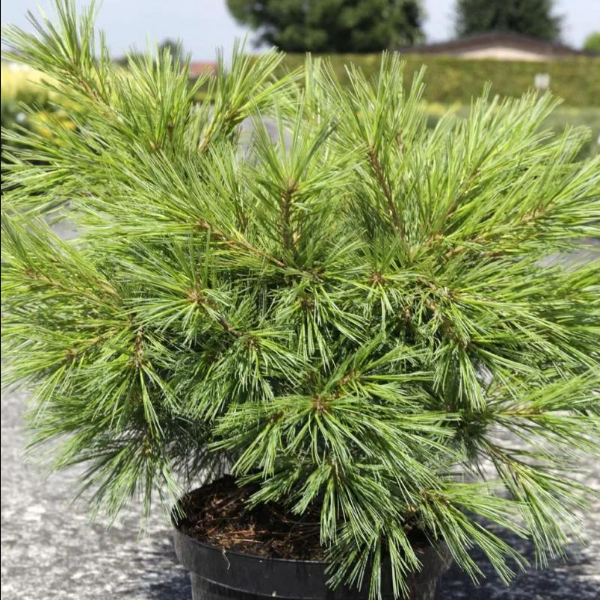 Сосна Веймутова  Минима