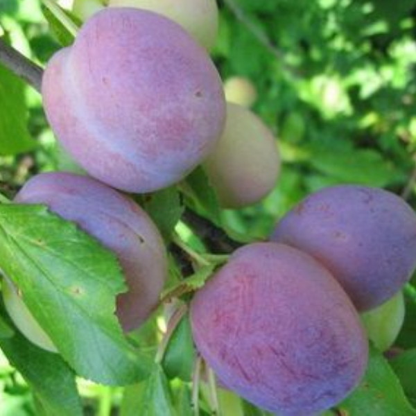 Основное изображение товара