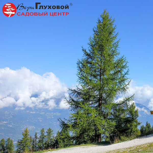 Основное изображение товара