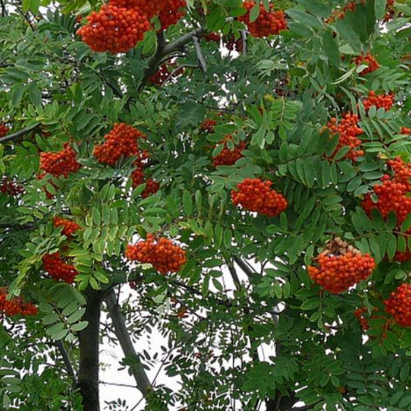 Рябина обыкновенная Глобозум