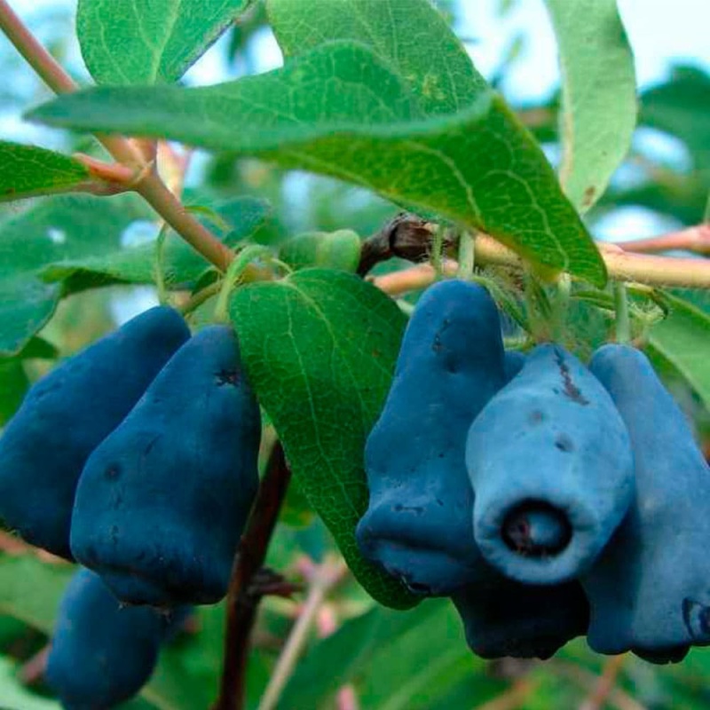 Основное изображение товара