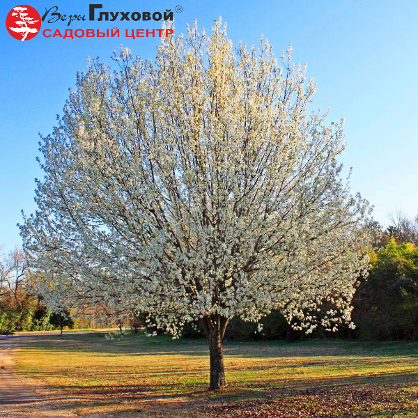 Основное изображение товара