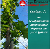 Скидка на декоративные лиственные деревья