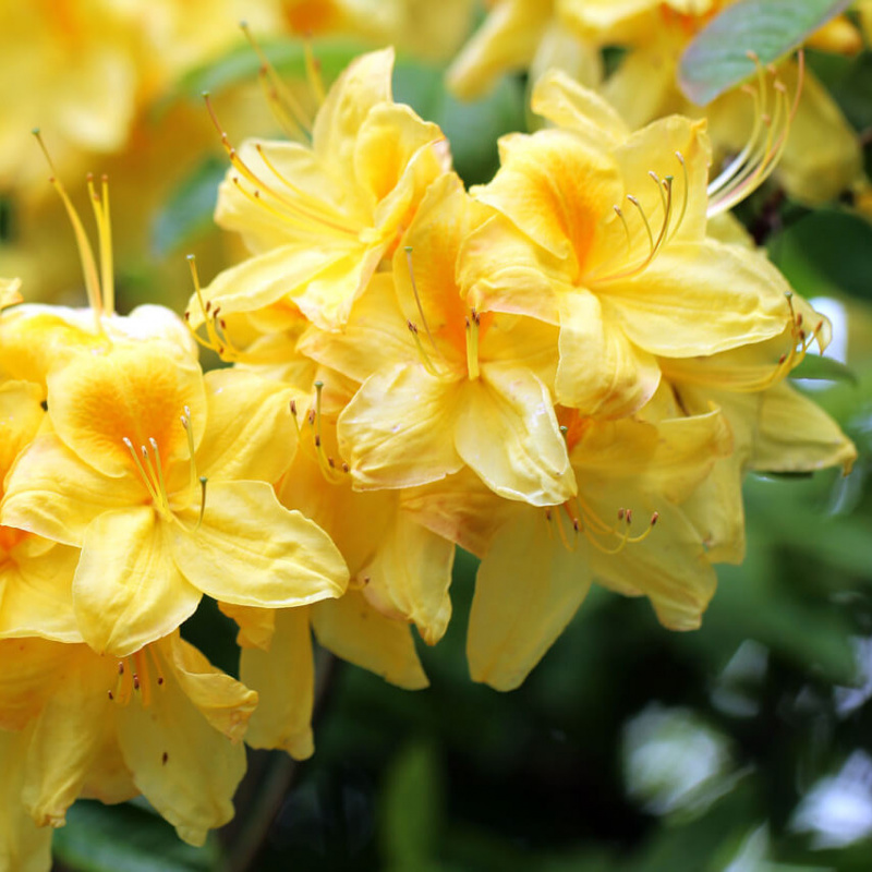 Основное изображение товара