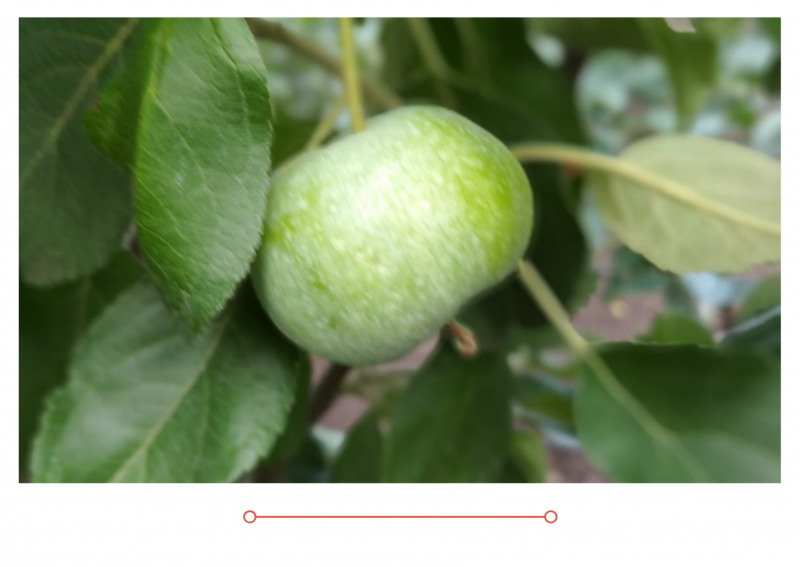 АКЦИЯ: Трёхлетние саженцы яблони от 250₽