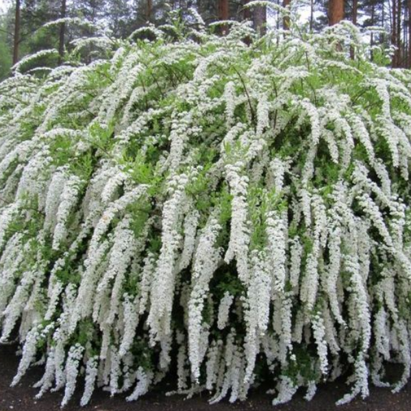 Спирея серая Грефшейм - Spiraea cinerea Grefsheim