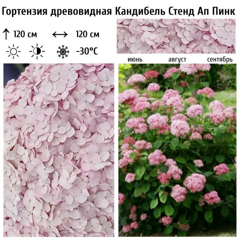 Гортензия древовидная Кандибель Стенд Ап Пинк