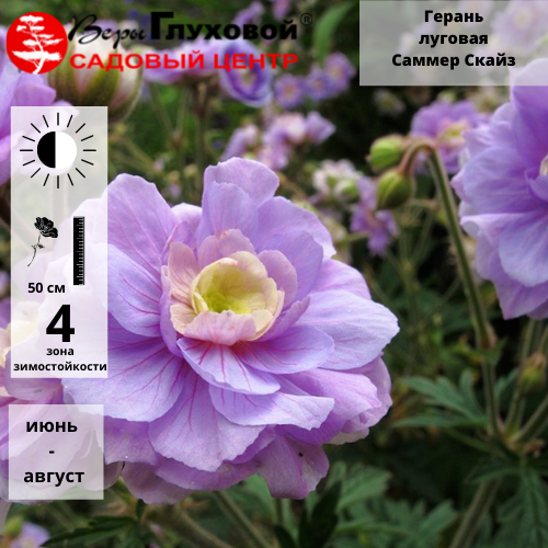 Герань кроваво-красная 