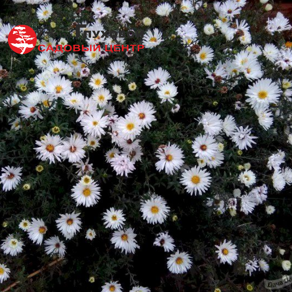 Основное изображение товара