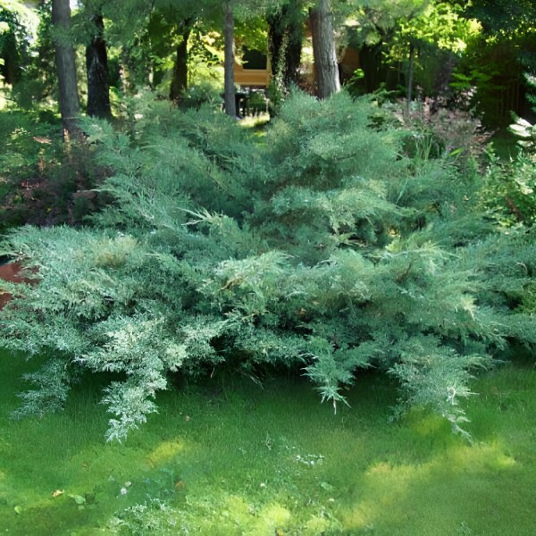 Можжевельник виргинский "Хетц" - Juniperus virginiana 'Hetz'