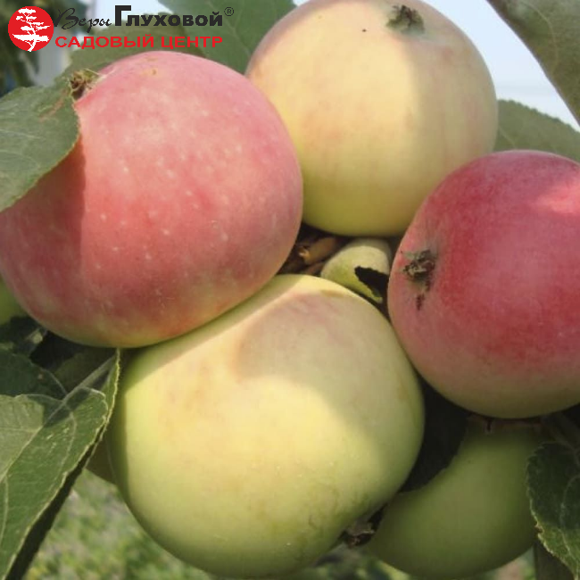 Основное изображение товара