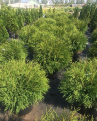 Новое поступление елей и туи