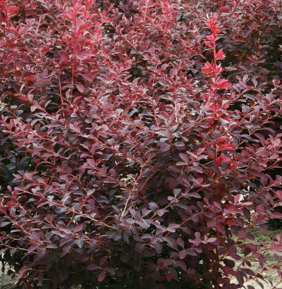 Основное изображение товара