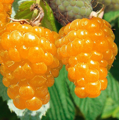 Основное изображение товара