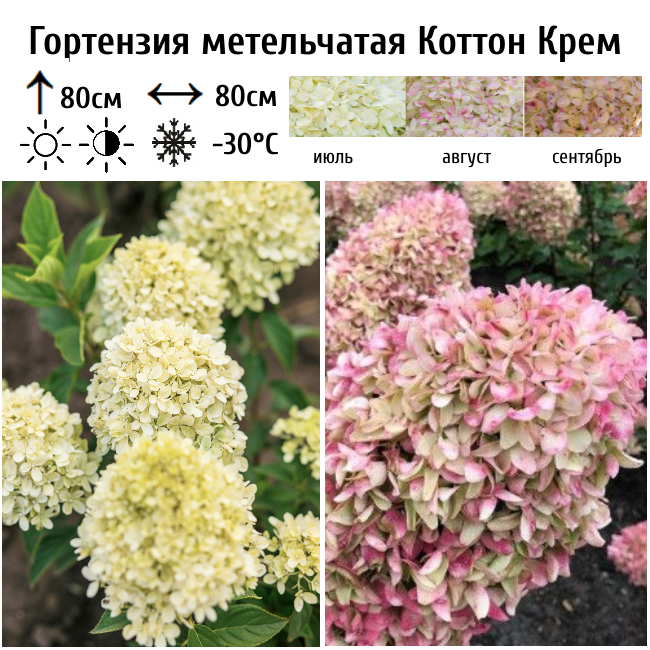 Гортензия метельчатая Коттон Крем