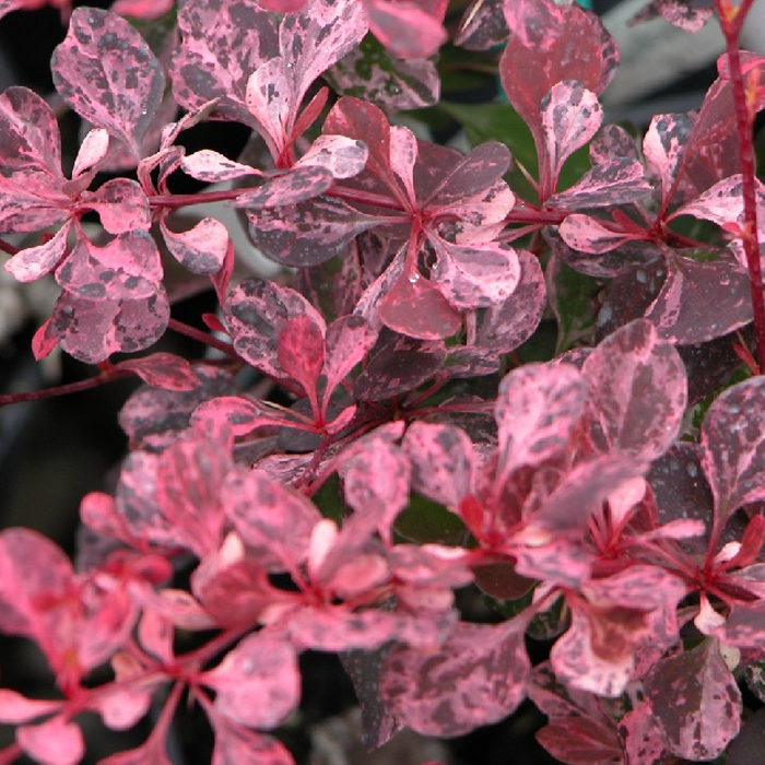 Основное изображение товара