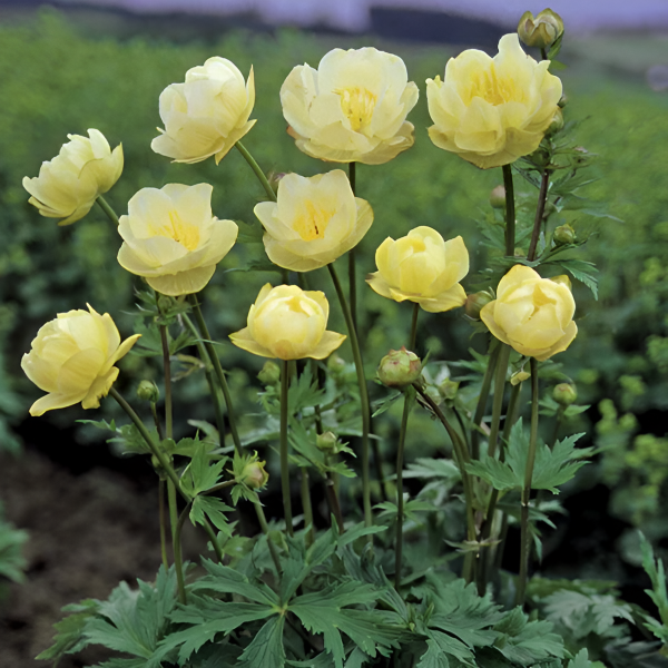 Основное изображение товара