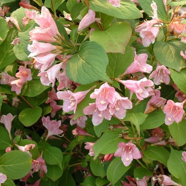 Основное изображение товара